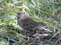 Dark eyed Junco Gray headed 4567